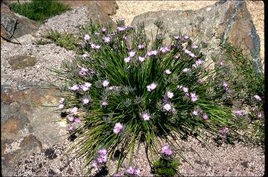 APII jpeg image of Thysanotus multiflorus  © contact APII