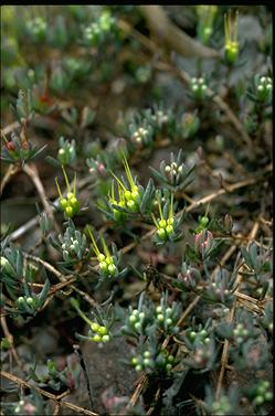 APII jpeg image of Darwinia glaucophylla  © contact APII