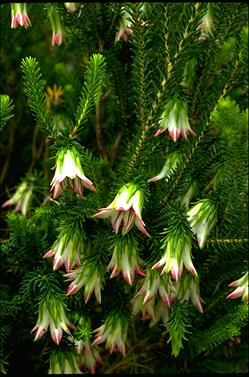 APII jpeg image of Darwinia meeboldii  © contact APII