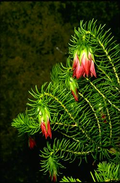 APII jpeg image of Darwinia oxylepis  © contact APII