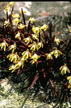 APII jpeg image of Dockrillia striolata  © contact APII