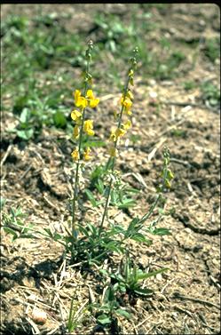 APII jpeg image of Crotalaria dissitiflora subsp. dissitiflora  © contact APII