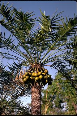 APII jpeg image of Cycas armstrongii  © contact APII