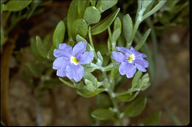 APII jpeg image of Dampiera sericantha  © contact APII