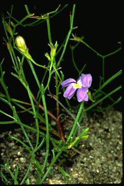 APII jpeg image of Goodenia caerulea  © contact APII