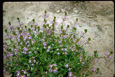 APII jpeg image of Scaevola aemula  © contact APII