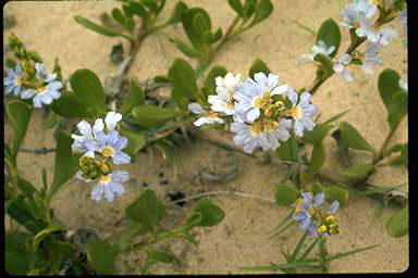 APII jpeg image of Scaevola calendulacea  © contact APII