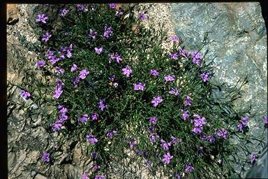 APII jpeg image of Scaevola ramosissima  © contact APII