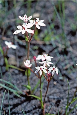 APII jpeg image of Burchardia multiflora  © contact APII