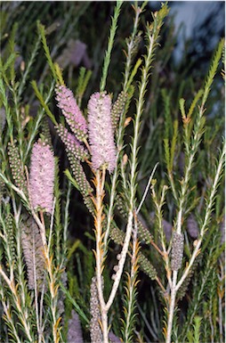 APII jpeg image of Melaleuca hamulosa  © contact APII