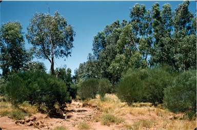 APII jpeg image of Acacia burkittii  © contact APII