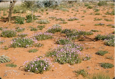 APII jpeg image of Calandrinia balonensis,<br/>Calandrinia remota  © contact APII