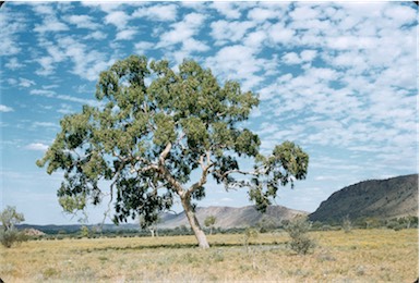 APII jpeg image of Corymbia opaca  © contact APII