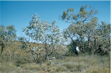 APII jpeg image of Eucalyptus gamophylla  © contact APII