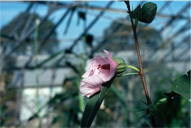 APII jpeg image of Hibiscus byrnesii  © contact APII