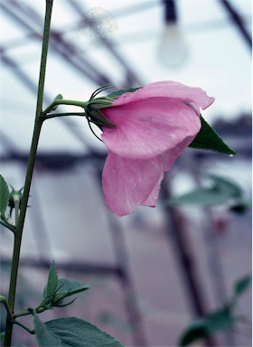 APII jpeg image of Hibiscus byrnesii  © contact APII