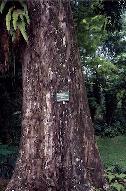 APII jpeg image of Eucalyptopsis papuana  © contact APII