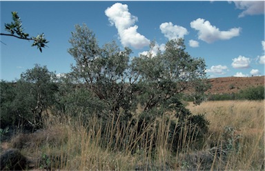 APII jpeg image of Melaleuca lasiandra  © contact APII