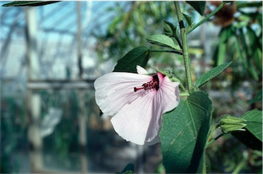 APII jpeg image of Hibiscus byrnesii  © contact APII