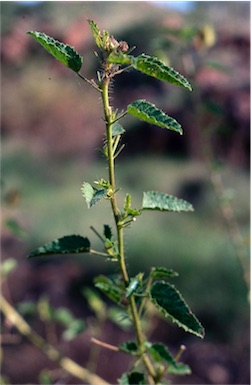 APII jpeg image of Hibiscus setulosus  © contact APII