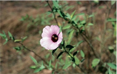 APII jpeg image of Hibiscus leptocladus  © contact APII