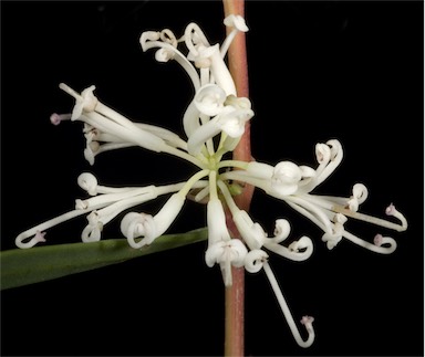 APII jpeg image of Hakea linearis  © contact APII