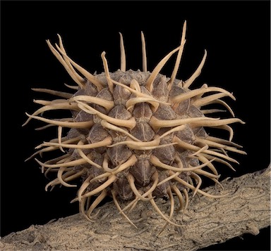 APII jpeg image of Allocasuarina spinosissima  © contact APII