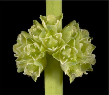 APII jpeg image of Lomandra preissii  © contact APII