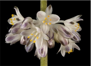 APII jpeg image of Lomandra nigricans  © contact APII