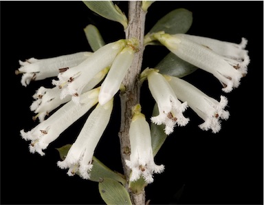 APII jpeg image of Leucopogon sp. Coolgardie (M.Hislop & F.Hort MH3197)  © contact APII