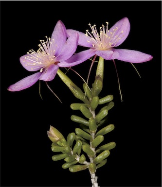 APII jpeg image of Calytrix oldfieldii  © contact APII