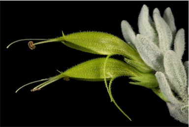 APII jpeg image of Eremophila subfloccosa  © contact APII