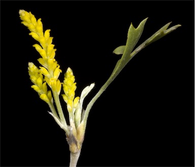 APII jpeg image of Synaphea spinulosa subsp. spinulosa  © contact APII