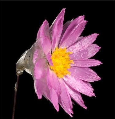 APII jpeg image of Rhodanthe manglesii  © contact APII