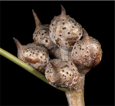 APII jpeg image of Hakea meisneriana  © contact APII