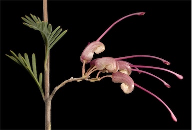 APII jpeg image of Grevillea pectinata  © contact APII