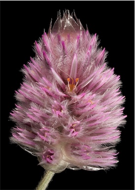 APII jpeg image of Ptilotus helipteroides  © contact APII