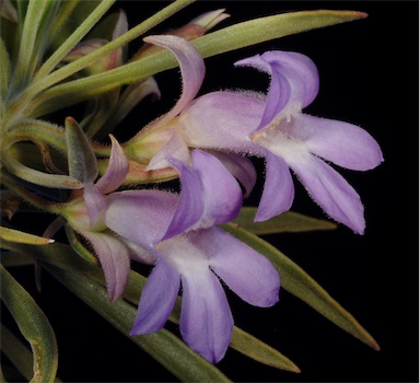 APII jpeg image of Eremophila phyllopoda subsp. phyllopoda  © contact APII