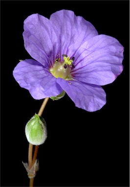 APII jpeg image of Erodium crinitum  © contact APII