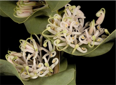 APII jpeg image of Hakea prostrata  © contact APII