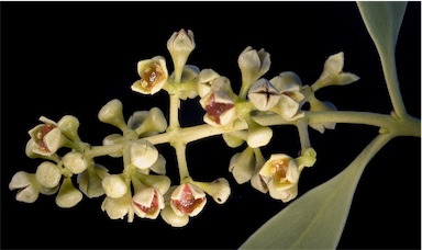 APII jpeg image of Santalum acuminatum  © contact APII