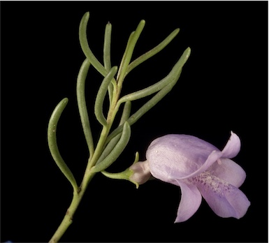 APII jpeg image of Eremophila ionantha  © contact APII