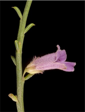 APII jpeg image of Eremophila dempsteri  © contact APII