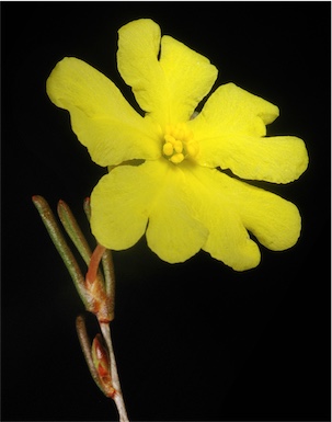 APII jpeg image of Hibbertia leptopus  © contact APII