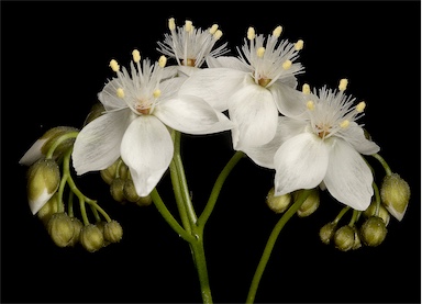 APII jpeg image of Drosera pallida  © contact APII