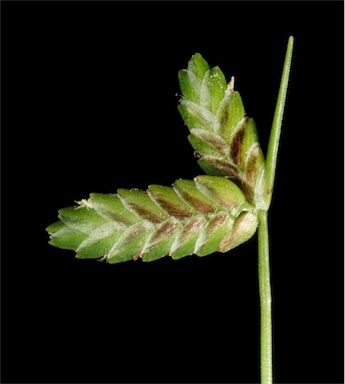 APII jpeg image of Isolepis levynsiana  © contact APII