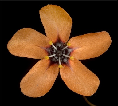 APII jpeg image of Drosera miniata  © contact APII