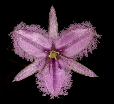 APII jpeg image of Thysanotus manglesianus  © contact APII