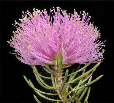 APII jpeg image of Melaleuca trichophylla  © contact APII