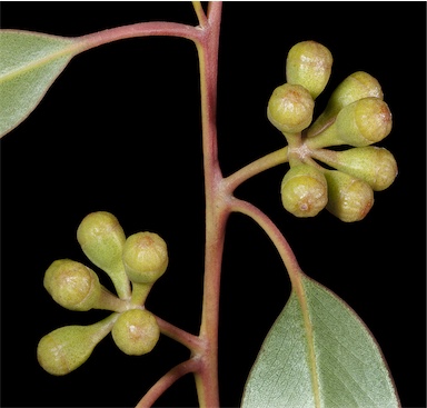 APII jpeg image of Eucalyptus concinna  © contact APII